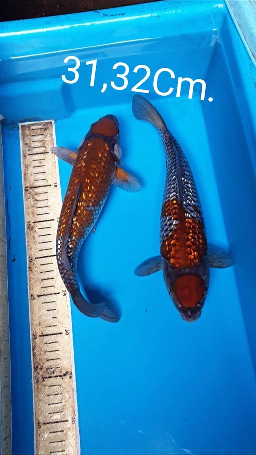 Ikan Koi MARUTEN OCIBA GINDRIN 31 32cm, lelang koi MARUTEN OCIBA GINDRIN 31 32cm, jual koi MARUTEN OCIBA GINDRIN 31 32cm, beli koi MARUTEN OCIBA GINDRIN 31 32cm, Lelang Koi Online, Jual Beli Ikan Koi, Pusat Jual Beli Koi, Info Lelang Koi Hari Ini, Platform Jual Beli Koi, Jual Beli Ikan Koi Online, Marketplace Ikan Koi, Jual Koi Terbaik, Tempat Beli Koi Berkualitas, Pasar Ikan Koi Online Terpercaya, Penjual Ikan Koi Terpercaya, Beli Koi Hias Online, Ikan Koi untuk Dijual, Koi Kualitas Terbaik, Toko Online Ikan Koi, Koi Hias Untuk Dijual, Jual Beli Ikan Koi Lokal, Koi Indonesia Online, Pusat Jual Beli Koi Terbesar