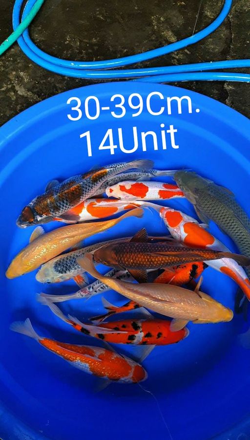 Ikan Koi PAKET MIXX 14UNIT 30 SAMPE 39cm, lelang koi PAKET MIXX 14UNIT 30 SAMPE 39cm, jual koi PAKET MIXX 14UNIT 30 SAMPE 39cm, beli koi PAKET MIXX 14UNIT 30 SAMPE 39cm, Lelang Koi Online, Jual Beli Ikan Koi, Pusat Jual Beli Koi, Info Lelang Koi Hari Ini, Platform Jual Beli Koi, Jual Beli Ikan Koi Online, Marketplace Ikan Koi, Jual Koi Terbaik, Tempat Beli Koi Berkualitas, Pasar Ikan Koi Online Terpercaya, Penjual Ikan Koi Terpercaya, Beli Koi Hias Online, Ikan Koi untuk Dijual, Koi Kualitas Terbaik, Toko Online Ikan Koi, Koi Hias Untuk Dijual, Jual Beli Ikan Koi Lokal, Koi Indonesia Online, Pusat Jual Beli Koi Terbesar