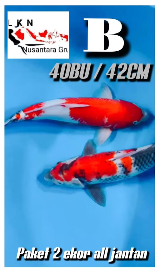 Lelang Koi Online, Jual Beli Ikan Koi, Pusat Jual Beli Koi, Info Lelang Koi Hari Ini, Platform Jual Beli Koi, Jual Beli Ikan Koi Online, Marketplace Ikan Koi, Jual Koi Terbaik, Tempat Beli Koi Berkualitas, Pasar Ikan Koi Online Terpercaya, Penjual Ikan Koi Terpercaya, Beli Koi Hias Online, Ikan Koi untuk Dijual, Koi Kualitas Terbaik, Toko Online Ikan Koi, Koi Hias Untuk Dijual, Jual Beli Ikan Koi Lokal, Koi Indonesia Online, Pusat Jual Beli Koi Terbesar