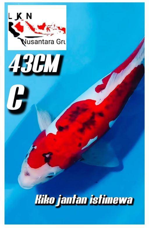 Lelang Koi Online, Jual Beli Ikan Koi, Pusat Jual Beli Koi, Info Lelang Koi Hari Ini, Platform Jual Beli Koi, Jual Beli Ikan Koi Online, Marketplace Ikan Koi, Jual Koi Terbaik, Tempat Beli Koi Berkualitas, Pasar Ikan Koi Online Terpercaya, Penjual Ikan Koi Terpercaya, Beli Koi Hias Online, Ikan Koi untuk Dijual, Koi Kualitas Terbaik, Toko Online Ikan Koi, Koi Hias Untuk Dijual, Jual Beli Ikan Koi Lokal, Koi Indonesia Online, Pusat Jual Beli Koi Terbesar