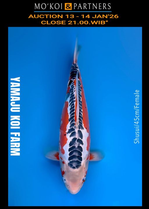 Lelang Koi Online, Jual Beli Ikan Koi, Pusat Jual Beli Koi, Info Lelang Koi Hari Ini, Platform Jual Beli Koi, Jual Beli Ikan Koi Online, Marketplace Ikan Koi, Jual Koi Terbaik, Tempat Beli Koi Berkualitas, Pasar Ikan Koi Online Terpercaya, Penjual Ikan Koi Terpercaya, Beli Koi Hias Online, Ikan Koi untuk Dijual, Koi Kualitas Terbaik, Toko Online Ikan Koi, Koi Hias Untuk Dijual, Jual Beli Ikan Koi Lokal, Koi Indonesia Online, Pusat Jual Beli Koi Terbesar