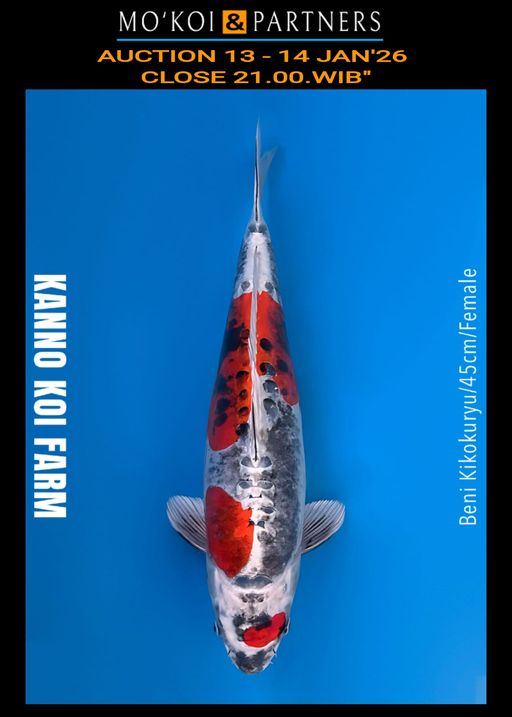 Lelang Koi Online, Jual Beli Ikan Koi, Pusat Jual Beli Koi, Info Lelang Koi Hari Ini, Platform Jual Beli Koi, Jual Beli Ikan Koi Online, Marketplace Ikan Koi, Jual Koi Terbaik, Tempat Beli Koi Berkualitas, Pasar Ikan Koi Online Terpercaya, Penjual Ikan Koi Terpercaya, Beli Koi Hias Online, Ikan Koi untuk Dijual, Koi Kualitas Terbaik, Toko Online Ikan Koi, Koi Hias Untuk Dijual, Jual Beli Ikan Koi Lokal, Koi Indonesia Online, Pusat Jual Beli Koi Terbesar