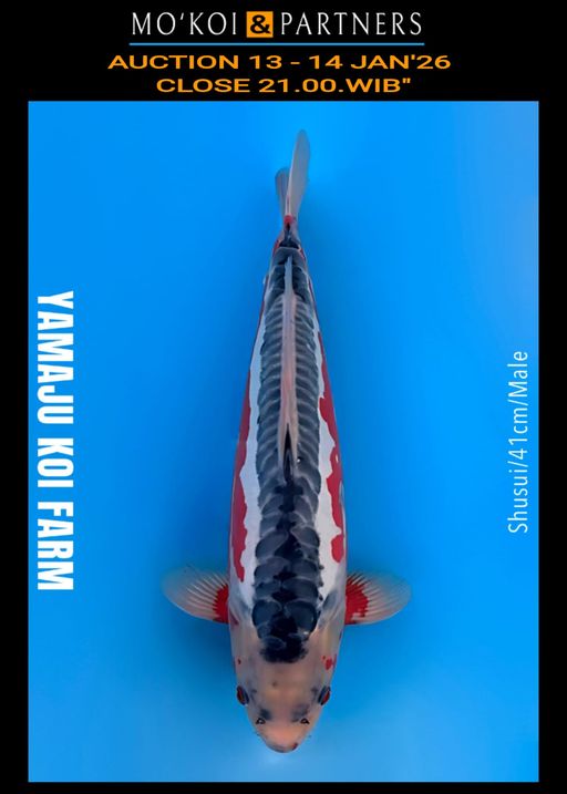 Lelang Koi Online, Jual Beli Ikan Koi, Pusat Jual Beli Koi, Info Lelang Koi Hari Ini, Platform Jual Beli Koi, Jual Beli Ikan Koi Online, Marketplace Ikan Koi, Jual Koi Terbaik, Tempat Beli Koi Berkualitas, Pasar Ikan Koi Online Terpercaya, Penjual Ikan Koi Terpercaya, Beli Koi Hias Online, Ikan Koi untuk Dijual, Koi Kualitas Terbaik, Toko Online Ikan Koi, Koi Hias Untuk Dijual, Jual Beli Ikan Koi Lokal, Koi Indonesia Online, Pusat Jual Beli Koi Terbesar