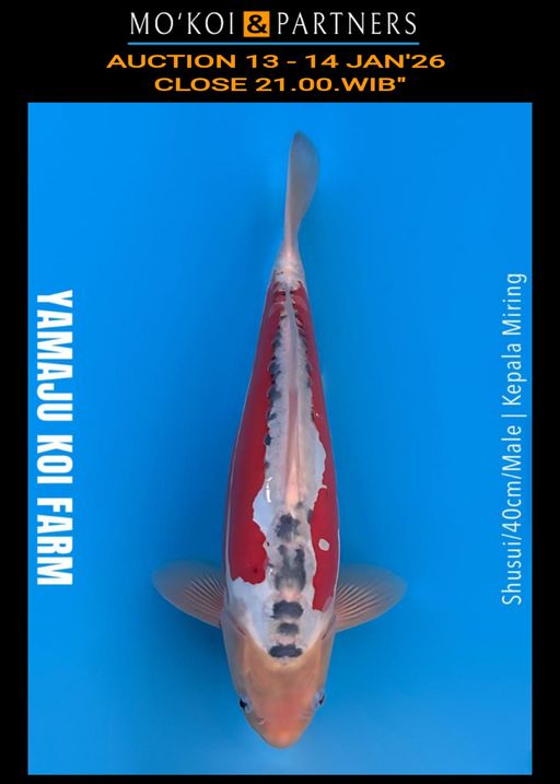 Lelang Koi Online, Jual Beli Ikan Koi, Pusat Jual Beli Koi, Info Lelang Koi Hari Ini, Platform Jual Beli Koi, Jual Beli Ikan Koi Online, Marketplace Ikan Koi, Jual Koi Terbaik, Tempat Beli Koi Berkualitas, Pasar Ikan Koi Online Terpercaya, Penjual Ikan Koi Terpercaya, Beli Koi Hias Online, Ikan Koi untuk Dijual, Koi Kualitas Terbaik, Toko Online Ikan Koi, Koi Hias Untuk Dijual, Jual Beli Ikan Koi Lokal, Koi Indonesia Online, Pusat Jual Beli Koi Terbesar