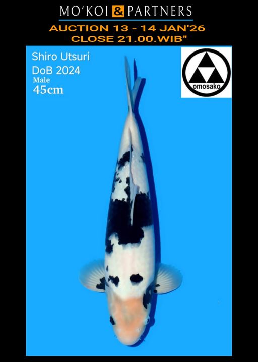 Lelang Koi Online, Jual Beli Ikan Koi, Pusat Jual Beli Koi, Info Lelang Koi Hari Ini, Platform Jual Beli Koi, Jual Beli Ikan Koi Online, Marketplace Ikan Koi, Jual Koi Terbaik, Tempat Beli Koi Berkualitas, Pasar Ikan Koi Online Terpercaya, Penjual Ikan Koi Terpercaya, Beli Koi Hias Online, Ikan Koi untuk Dijual, Koi Kualitas Terbaik, Toko Online Ikan Koi, Koi Hias Untuk Dijual, Jual Beli Ikan Koi Lokal, Koi Indonesia Online, Pusat Jual Beli Koi Terbesar