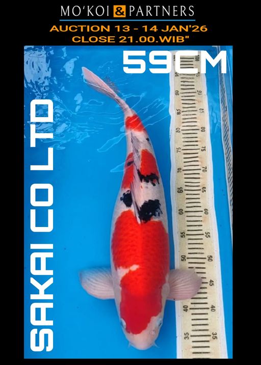 Lelang Koi Online, Jual Beli Ikan Koi, Pusat Jual Beli Koi, Info Lelang Koi Hari Ini, Platform Jual Beli Koi, Jual Beli Ikan Koi Online, Marketplace Ikan Koi, Jual Koi Terbaik, Tempat Beli Koi Berkualitas, Pasar Ikan Koi Online Terpercaya, Penjual Ikan Koi Terpercaya, Beli Koi Hias Online, Ikan Koi untuk Dijual, Koi Kualitas Terbaik, Toko Online Ikan Koi, Koi Hias Untuk Dijual, Jual Beli Ikan Koi Lokal, Koi Indonesia Online, Pusat Jual Beli Koi Terbesar