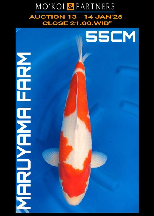 Lelang Koi Online, Jual Beli Ikan Koi, Pusat Jual Beli Koi, Info Lelang Koi Hari Ini, Platform Jual Beli Koi, Jual Beli Ikan Koi Online, Marketplace Ikan Koi, Jual Koi Terbaik, Tempat Beli Koi Berkualitas, Pasar Ikan Koi Online Terpercaya, Penjual Ikan Koi Terpercaya, Beli Koi Hias Online, Ikan Koi untuk Dijual, Koi Kualitas Terbaik, Toko Online Ikan Koi, Koi Hias Untuk Dijual, Jual Beli Ikan Koi Lokal, Koi Indonesia Online, Pusat Jual Beli Koi Terbesar