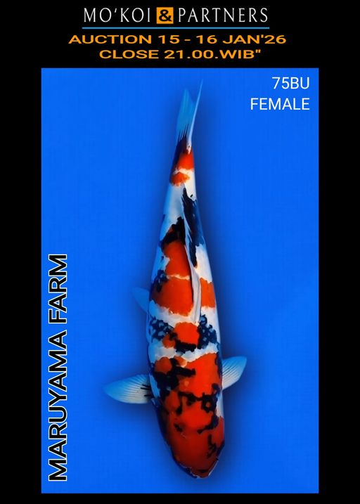 Lelang Koi Online, Jual Beli Ikan Koi, Pusat Jual Beli Koi, Info Lelang Koi Hari Ini, Platform Jual Beli Koi, Jual Beli Ikan Koi Online, Marketplace Ikan Koi, Jual Koi Terbaik, Tempat Beli Koi Berkualitas, Pasar Ikan Koi Online Terpercaya, Penjual Ikan Koi Terpercaya, Beli Koi Hias Online, Ikan Koi untuk Dijual, Koi Kualitas Terbaik, Toko Online Ikan Koi, Koi Hias Untuk Dijual, Jual Beli Ikan Koi Lokal, Koi Indonesia Online, Pusat Jual Beli Koi Terbesar