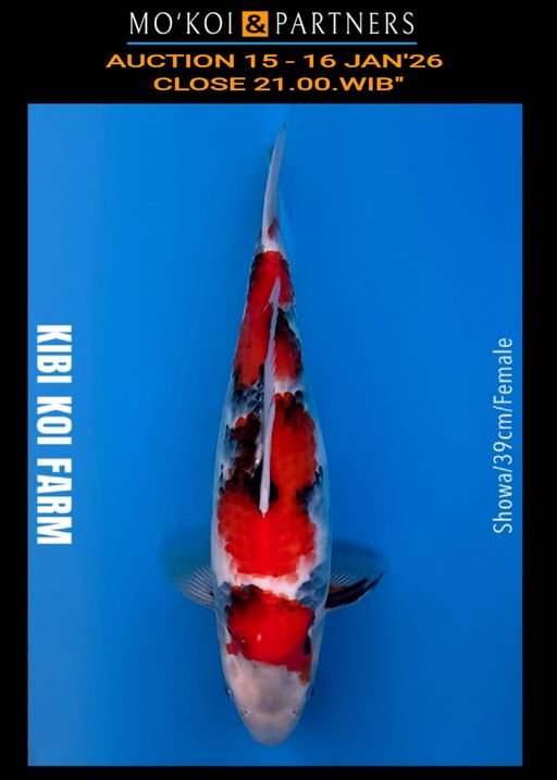 Lelang Koi Online, Jual Beli Ikan Koi, Pusat Jual Beli Koi, Info Lelang Koi Hari Ini, Platform Jual Beli Koi, Jual Beli Ikan Koi Online, Marketplace Ikan Koi, Jual Koi Terbaik, Tempat Beli Koi Berkualitas, Pasar Ikan Koi Online Terpercaya, Penjual Ikan Koi Terpercaya, Beli Koi Hias Online, Ikan Koi untuk Dijual, Koi Kualitas Terbaik, Toko Online Ikan Koi, Koi Hias Untuk Dijual, Jual Beli Ikan Koi Lokal, Koi Indonesia Online, Pusat Jual Beli Koi Terbesar