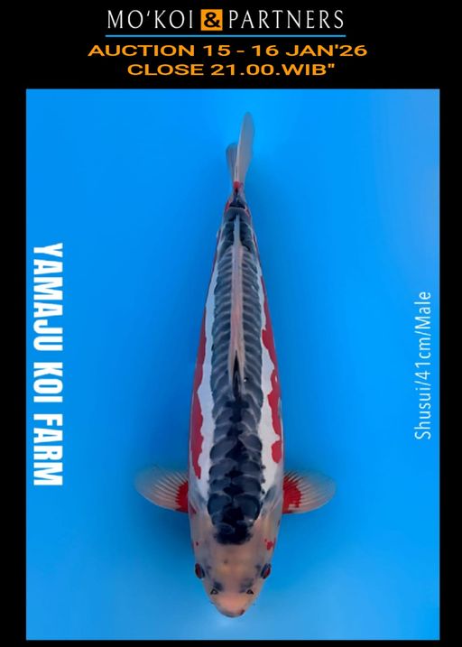 Lelang Koi Online, Jual Beli Ikan Koi, Pusat Jual Beli Koi, Info Lelang Koi Hari Ini, Platform Jual Beli Koi, Jual Beli Ikan Koi Online, Marketplace Ikan Koi, Jual Koi Terbaik, Tempat Beli Koi Berkualitas, Pasar Ikan Koi Online Terpercaya, Penjual Ikan Koi Terpercaya, Beli Koi Hias Online, Ikan Koi untuk Dijual, Koi Kualitas Terbaik, Toko Online Ikan Koi, Koi Hias Untuk Dijual, Jual Beli Ikan Koi Lokal, Koi Indonesia Online, Pusat Jual Beli Koi Terbesar