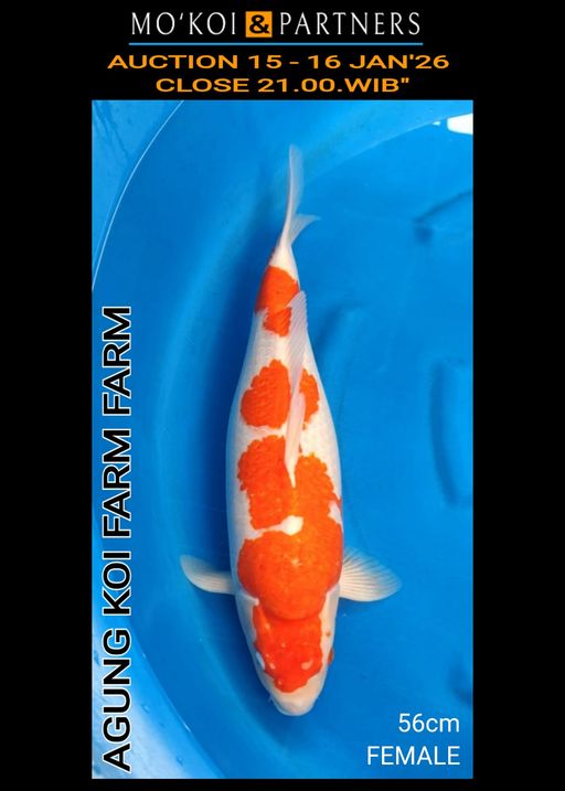 Lelang Koi Online, Jual Beli Ikan Koi, Pusat Jual Beli Koi, Info Lelang Koi Hari Ini, Platform Jual Beli Koi, Jual Beli Ikan Koi Online, Marketplace Ikan Koi, Jual Koi Terbaik, Tempat Beli Koi Berkualitas, Pasar Ikan Koi Online Terpercaya, Penjual Ikan Koi Terpercaya, Beli Koi Hias Online, Ikan Koi untuk Dijual, Koi Kualitas Terbaik, Toko Online Ikan Koi, Koi Hias Untuk Dijual, Jual Beli Ikan Koi Lokal, Koi Indonesia Online, Pusat Jual Beli Koi Terbesar