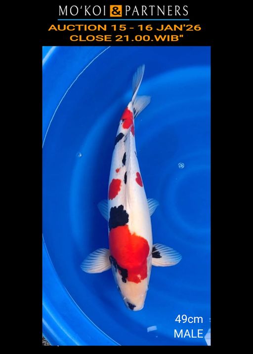 Lelang Koi Online, Jual Beli Ikan Koi, Pusat Jual Beli Koi, Info Lelang Koi Hari Ini, Platform Jual Beli Koi, Jual Beli Ikan Koi Online, Marketplace Ikan Koi, Jual Koi Terbaik, Tempat Beli Koi Berkualitas, Pasar Ikan Koi Online Terpercaya, Penjual Ikan Koi Terpercaya, Beli Koi Hias Online, Ikan Koi untuk Dijual, Koi Kualitas Terbaik, Toko Online Ikan Koi, Koi Hias Untuk Dijual, Jual Beli Ikan Koi Lokal, Koi Indonesia Online, Pusat Jual Beli Koi Terbesar