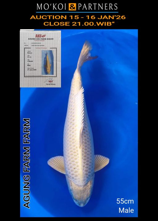 Lelang Koi Online, Jual Beli Ikan Koi, Pusat Jual Beli Koi, Info Lelang Koi Hari Ini, Platform Jual Beli Koi, Jual Beli Ikan Koi Online, Marketplace Ikan Koi, Jual Koi Terbaik, Tempat Beli Koi Berkualitas, Pasar Ikan Koi Online Terpercaya, Penjual Ikan Koi Terpercaya, Beli Koi Hias Online, Ikan Koi untuk Dijual, Koi Kualitas Terbaik, Toko Online Ikan Koi, Koi Hias Untuk Dijual, Jual Beli Ikan Koi Lokal, Koi Indonesia Online, Pusat Jual Beli Koi Terbesar