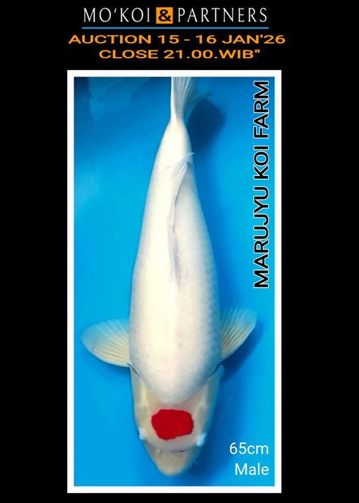 Lelang Koi Online, Jual Beli Ikan Koi, Pusat Jual Beli Koi, Info Lelang Koi Hari Ini, Platform Jual Beli Koi, Jual Beli Ikan Koi Online, Marketplace Ikan Koi, Jual Koi Terbaik, Tempat Beli Koi Berkualitas, Pasar Ikan Koi Online Terpercaya, Penjual Ikan Koi Terpercaya, Beli Koi Hias Online, Ikan Koi untuk Dijual, Koi Kualitas Terbaik, Toko Online Ikan Koi, Koi Hias Untuk Dijual, Jual Beli Ikan Koi Lokal, Koi Indonesia Online, Pusat Jual Beli Koi Terbesar