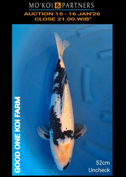 Lelang Koi Online, Jual Beli Ikan Koi, Pusat Jual Beli Koi, Info Lelang Koi Hari Ini, Platform Jual Beli Koi, Jual Beli Ikan Koi Online, Marketplace Ikan Koi, Jual Koi Terbaik, Tempat Beli Koi Berkualitas, Pasar Ikan Koi Online Terpercaya, Penjual Ikan Koi Terpercaya, Beli Koi Hias Online, Ikan Koi untuk Dijual, Koi Kualitas Terbaik, Toko Online Ikan Koi, Koi Hias Untuk Dijual, Jual Beli Ikan Koi Lokal, Koi Indonesia Online, Pusat Jual Beli Koi Terbesar