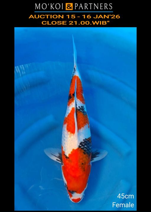 Lelang Koi Online, Jual Beli Ikan Koi, Pusat Jual Beli Koi, Info Lelang Koi Hari Ini, Platform Jual Beli Koi, Jual Beli Ikan Koi Online, Marketplace Ikan Koi, Jual Koi Terbaik, Tempat Beli Koi Berkualitas, Pasar Ikan Koi Online Terpercaya, Penjual Ikan Koi Terpercaya, Beli Koi Hias Online, Ikan Koi untuk Dijual, Koi Kualitas Terbaik, Toko Online Ikan Koi, Koi Hias Untuk Dijual, Jual Beli Ikan Koi Lokal, Koi Indonesia Online, Pusat Jual Beli Koi Terbesar