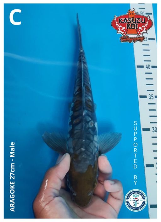Lelang Koi Online, Jual Beli Ikan Koi, Pusat Jual Beli Koi, Info Lelang Koi Hari Ini, Platform Jual Beli Koi, Jual Beli Ikan Koi Online, Marketplace Ikan Koi, Jual Koi Terbaik, Tempat Beli Koi Berkualitas, Pasar Ikan Koi Online Terpercaya, Penjual Ikan Koi Terpercaya, Beli Koi Hias Online, Ikan Koi untuk Dijual, Koi Kualitas Terbaik, Toko Online Ikan Koi, Koi Hias Untuk Dijual, Jual Beli Ikan Koi Lokal, Koi Indonesia Online, Pusat Jual Beli Koi Terbesar