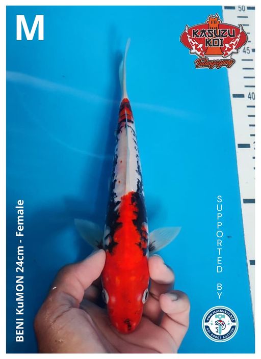 Lelang Koi Online, Jual Beli Ikan Koi, Pusat Jual Beli Koi, Info Lelang Koi Hari Ini, Platform Jual Beli Koi, Jual Beli Ikan Koi Online, Marketplace Ikan Koi, Jual Koi Terbaik, Tempat Beli Koi Berkualitas, Pasar Ikan Koi Online Terpercaya, Penjual Ikan Koi Terpercaya, Beli Koi Hias Online, Ikan Koi untuk Dijual, Koi Kualitas Terbaik, Toko Online Ikan Koi, Koi Hias Untuk Dijual, Jual Beli Ikan Koi Lokal, Koi Indonesia Online, Pusat Jual Beli Koi Terbesar
