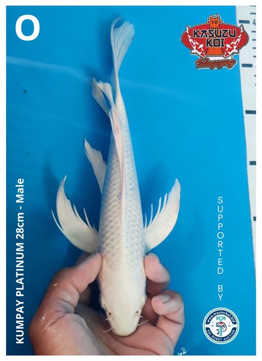 Lelang Koi Online, Jual Beli Ikan Koi, Pusat Jual Beli Koi, Info Lelang Koi Hari Ini, Platform Jual Beli Koi, Jual Beli Ikan Koi Online, Marketplace Ikan Koi, Jual Koi Terbaik, Tempat Beli Koi Berkualitas, Pasar Ikan Koi Online Terpercaya, Penjual Ikan Koi Terpercaya, Beli Koi Hias Online, Ikan Koi untuk Dijual, Koi Kualitas Terbaik, Toko Online Ikan Koi, Koi Hias Untuk Dijual, Jual Beli Ikan Koi Lokal, Koi Indonesia Online, Pusat Jual Beli Koi Terbesar