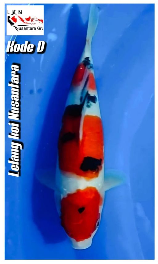 Lelang Koi Online, Jual Beli Ikan Koi, Pusat Jual Beli Koi, Info Lelang Koi Hari Ini, Platform Jual Beli Koi, Jual Beli Ikan Koi Online, Marketplace Ikan Koi, Jual Koi Terbaik, Tempat Beli Koi Berkualitas, Pasar Ikan Koi Online Terpercaya, Penjual Ikan Koi Terpercaya, Beli Koi Hias Online, Ikan Koi untuk Dijual, Koi Kualitas Terbaik, Toko Online Ikan Koi, Koi Hias Untuk Dijual, Jual Beli Ikan Koi Lokal, Koi Indonesia Online, Pusat Jual Beli Koi Terbesar