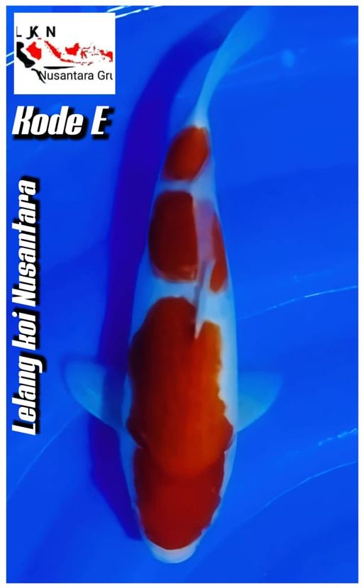 Lelang Koi Online, Jual Beli Ikan Koi, Pusat Jual Beli Koi, Info Lelang Koi Hari Ini, Platform Jual Beli Koi, Jual Beli Ikan Koi Online, Marketplace Ikan Koi, Jual Koi Terbaik, Tempat Beli Koi Berkualitas, Pasar Ikan Koi Online Terpercaya, Penjual Ikan Koi Terpercaya, Beli Koi Hias Online, Ikan Koi untuk Dijual, Koi Kualitas Terbaik, Toko Online Ikan Koi, Koi Hias Untuk Dijual, Jual Beli Ikan Koi Lokal, Koi Indonesia Online, Pusat Jual Beli Koi Terbesar