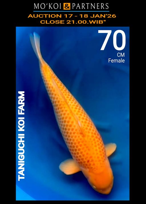 Lelang Koi Online, Jual Beli Ikan Koi, Pusat Jual Beli Koi, Info Lelang Koi Hari Ini, Platform Jual Beli Koi, Jual Beli Ikan Koi Online, Marketplace Ikan Koi, Jual Koi Terbaik, Tempat Beli Koi Berkualitas, Pasar Ikan Koi Online Terpercaya, Penjual Ikan Koi Terpercaya, Beli Koi Hias Online, Ikan Koi untuk Dijual, Koi Kualitas Terbaik, Toko Online Ikan Koi, Koi Hias Untuk Dijual, Jual Beli Ikan Koi Lokal, Koi Indonesia Online, Pusat Jual Beli Koi Terbesar