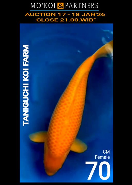 Lelang Koi Online, Jual Beli Ikan Koi, Pusat Jual Beli Koi, Info Lelang Koi Hari Ini, Platform Jual Beli Koi, Jual Beli Ikan Koi Online, Marketplace Ikan Koi, Jual Koi Terbaik, Tempat Beli Koi Berkualitas, Pasar Ikan Koi Online Terpercaya, Penjual Ikan Koi Terpercaya, Beli Koi Hias Online, Ikan Koi untuk Dijual, Koi Kualitas Terbaik, Toko Online Ikan Koi, Koi Hias Untuk Dijual, Jual Beli Ikan Koi Lokal, Koi Indonesia Online, Pusat Jual Beli Koi Terbesar