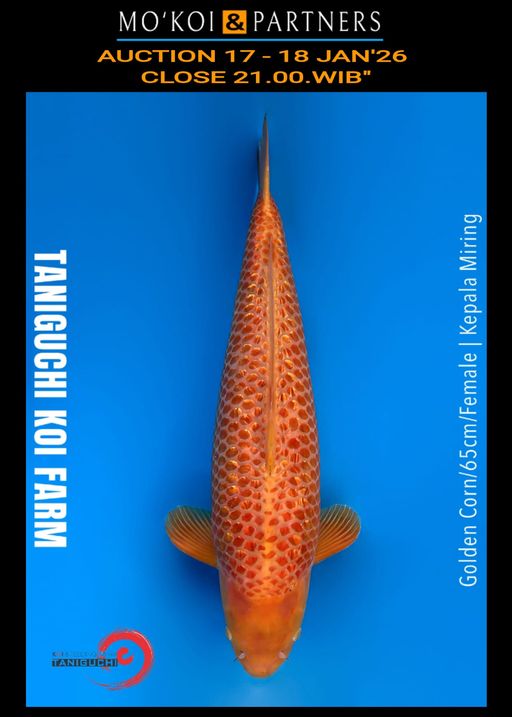 Lelang Koi Online, Jual Beli Ikan Koi, Pusat Jual Beli Koi, Info Lelang Koi Hari Ini, Platform Jual Beli Koi, Jual Beli Ikan Koi Online, Marketplace Ikan Koi, Jual Koi Terbaik, Tempat Beli Koi Berkualitas, Pasar Ikan Koi Online Terpercaya, Penjual Ikan Koi Terpercaya, Beli Koi Hias Online, Ikan Koi untuk Dijual, Koi Kualitas Terbaik, Toko Online Ikan Koi, Koi Hias Untuk Dijual, Jual Beli Ikan Koi Lokal, Koi Indonesia Online, Pusat Jual Beli Koi Terbesar