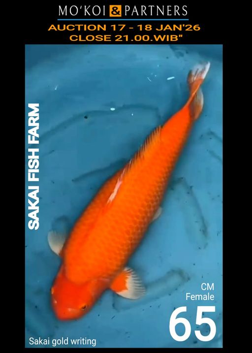 Lelang Koi Online, Jual Beli Ikan Koi, Pusat Jual Beli Koi, Info Lelang Koi Hari Ini, Platform Jual Beli Koi, Jual Beli Ikan Koi Online, Marketplace Ikan Koi, Jual Koi Terbaik, Tempat Beli Koi Berkualitas, Pasar Ikan Koi Online Terpercaya, Penjual Ikan Koi Terpercaya, Beli Koi Hias Online, Ikan Koi untuk Dijual, Koi Kualitas Terbaik, Toko Online Ikan Koi, Koi Hias Untuk Dijual, Jual Beli Ikan Koi Lokal, Koi Indonesia Online, Pusat Jual Beli Koi Terbesar