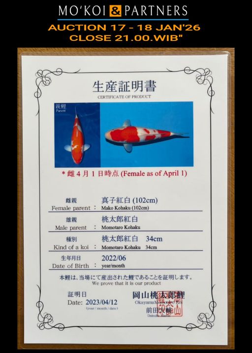 Lelang Koi Online, Jual Beli Ikan Koi, Pusat Jual Beli Koi, Info Lelang Koi Hari Ini, Platform Jual Beli Koi, Jual Beli Ikan Koi Online, Marketplace Ikan Koi, Jual Koi Terbaik, Tempat Beli Koi Berkualitas, Pasar Ikan Koi Online Terpercaya, Penjual Ikan Koi Terpercaya, Beli Koi Hias Online, Ikan Koi untuk Dijual, Koi Kualitas Terbaik, Toko Online Ikan Koi, Koi Hias Untuk Dijual, Jual Beli Ikan Koi Lokal, Koi Indonesia Online, Pusat Jual Beli Koi Terbesar