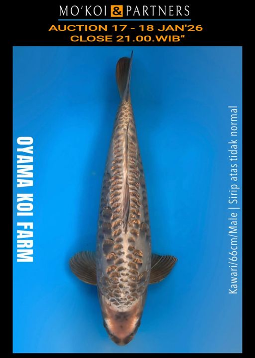 Lelang Koi Online, Jual Beli Ikan Koi, Pusat Jual Beli Koi, Info Lelang Koi Hari Ini, Platform Jual Beli Koi, Jual Beli Ikan Koi Online, Marketplace Ikan Koi, Jual Koi Terbaik, Tempat Beli Koi Berkualitas, Pasar Ikan Koi Online Terpercaya, Penjual Ikan Koi Terpercaya, Beli Koi Hias Online, Ikan Koi untuk Dijual, Koi Kualitas Terbaik, Toko Online Ikan Koi, Koi Hias Untuk Dijual, Jual Beli Ikan Koi Lokal, Koi Indonesia Online, Pusat Jual Beli Koi Terbesar