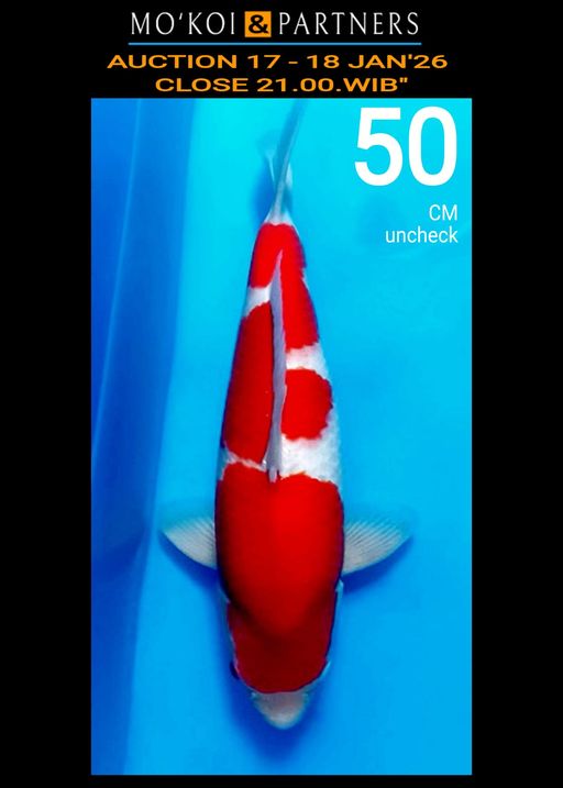 Lelang Koi Online, Jual Beli Ikan Koi, Pusat Jual Beli Koi, Info Lelang Koi Hari Ini, Platform Jual Beli Koi, Jual Beli Ikan Koi Online, Marketplace Ikan Koi, Jual Koi Terbaik, Tempat Beli Koi Berkualitas, Pasar Ikan Koi Online Terpercaya, Penjual Ikan Koi Terpercaya, Beli Koi Hias Online, Ikan Koi untuk Dijual, Koi Kualitas Terbaik, Toko Online Ikan Koi, Koi Hias Untuk Dijual, Jual Beli Ikan Koi Lokal, Koi Indonesia Online, Pusat Jual Beli Koi Terbesar