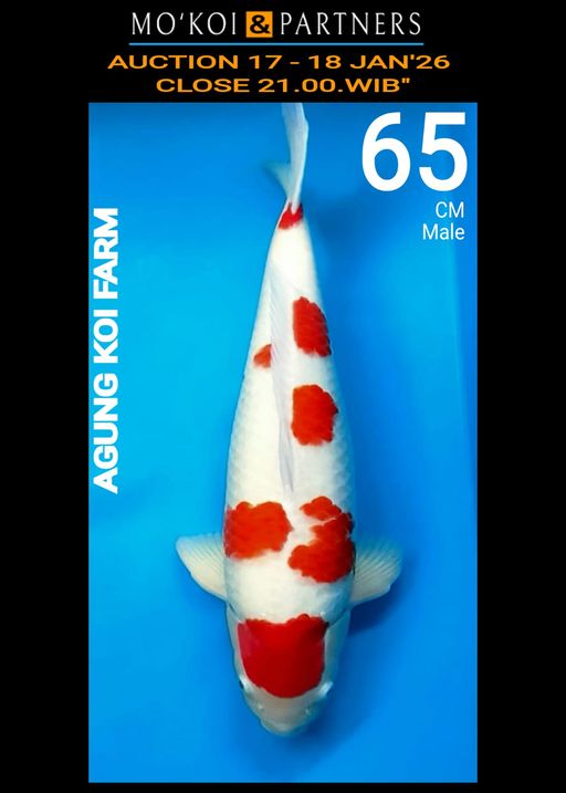 Lelang Koi Online, Jual Beli Ikan Koi, Pusat Jual Beli Koi, Info Lelang Koi Hari Ini, Platform Jual Beli Koi, Jual Beli Ikan Koi Online, Marketplace Ikan Koi, Jual Koi Terbaik, Tempat Beli Koi Berkualitas, Pasar Ikan Koi Online Terpercaya, Penjual Ikan Koi Terpercaya, Beli Koi Hias Online, Ikan Koi untuk Dijual, Koi Kualitas Terbaik, Toko Online Ikan Koi, Koi Hias Untuk Dijual, Jual Beli Ikan Koi Lokal, Koi Indonesia Online, Pusat Jual Beli Koi Terbesar