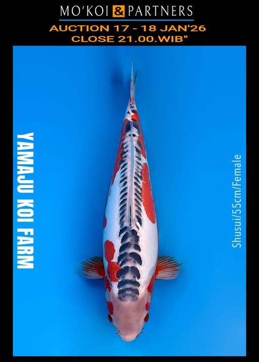 Lelang Koi Online, Jual Beli Ikan Koi, Pusat Jual Beli Koi, Info Lelang Koi Hari Ini, Platform Jual Beli Koi, Jual Beli Ikan Koi Online, Marketplace Ikan Koi, Jual Koi Terbaik, Tempat Beli Koi Berkualitas, Pasar Ikan Koi Online Terpercaya, Penjual Ikan Koi Terpercaya, Beli Koi Hias Online, Ikan Koi untuk Dijual, Koi Kualitas Terbaik, Toko Online Ikan Koi, Koi Hias Untuk Dijual, Jual Beli Ikan Koi Lokal, Koi Indonesia Online, Pusat Jual Beli Koi Terbesar