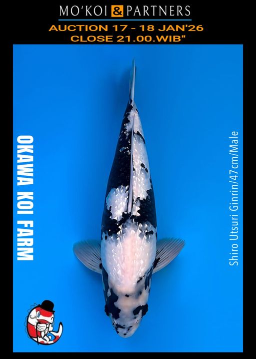 Lelang Koi Online, Jual Beli Ikan Koi, Pusat Jual Beli Koi, Info Lelang Koi Hari Ini, Platform Jual Beli Koi, Jual Beli Ikan Koi Online, Marketplace Ikan Koi, Jual Koi Terbaik, Tempat Beli Koi Berkualitas, Pasar Ikan Koi Online Terpercaya, Penjual Ikan Koi Terpercaya, Beli Koi Hias Online, Ikan Koi untuk Dijual, Koi Kualitas Terbaik, Toko Online Ikan Koi, Koi Hias Untuk Dijual, Jual Beli Ikan Koi Lokal, Koi Indonesia Online, Pusat Jual Beli Koi Terbesar