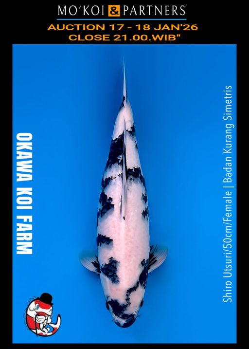 Lelang Koi Online, Jual Beli Ikan Koi, Pusat Jual Beli Koi, Info Lelang Koi Hari Ini, Platform Jual Beli Koi, Jual Beli Ikan Koi Online, Marketplace Ikan Koi, Jual Koi Terbaik, Tempat Beli Koi Berkualitas, Pasar Ikan Koi Online Terpercaya, Penjual Ikan Koi Terpercaya, Beli Koi Hias Online, Ikan Koi untuk Dijual, Koi Kualitas Terbaik, Toko Online Ikan Koi, Koi Hias Untuk Dijual, Jual Beli Ikan Koi Lokal, Koi Indonesia Online, Pusat Jual Beli Koi Terbesar