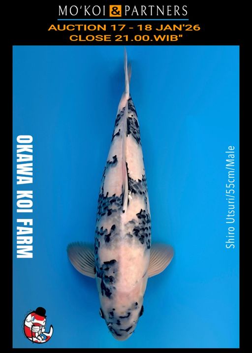 Lelang Koi Online, Jual Beli Ikan Koi, Pusat Jual Beli Koi, Info Lelang Koi Hari Ini, Platform Jual Beli Koi, Jual Beli Ikan Koi Online, Marketplace Ikan Koi, Jual Koi Terbaik, Tempat Beli Koi Berkualitas, Pasar Ikan Koi Online Terpercaya, Penjual Ikan Koi Terpercaya, Beli Koi Hias Online, Ikan Koi untuk Dijual, Koi Kualitas Terbaik, Toko Online Ikan Koi, Koi Hias Untuk Dijual, Jual Beli Ikan Koi Lokal, Koi Indonesia Online, Pusat Jual Beli Koi Terbesar