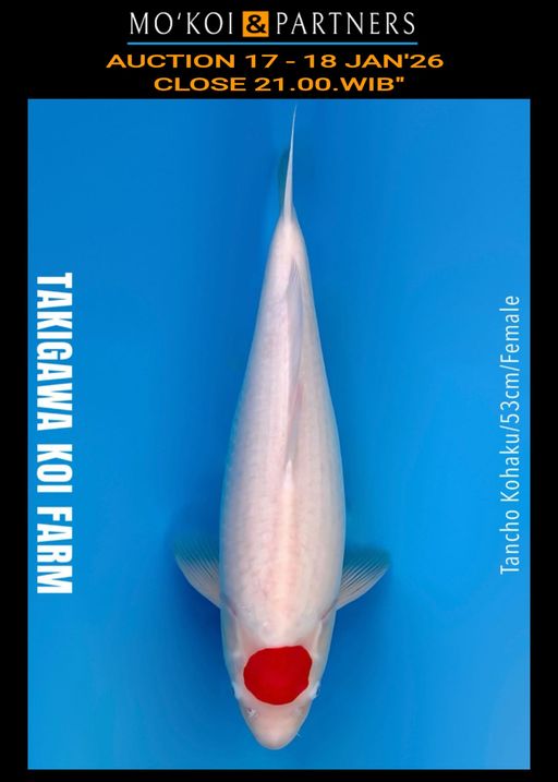 Lelang Koi Online, Jual Beli Ikan Koi, Pusat Jual Beli Koi, Info Lelang Koi Hari Ini, Platform Jual Beli Koi, Jual Beli Ikan Koi Online, Marketplace Ikan Koi, Jual Koi Terbaik, Tempat Beli Koi Berkualitas, Pasar Ikan Koi Online Terpercaya, Penjual Ikan Koi Terpercaya, Beli Koi Hias Online, Ikan Koi untuk Dijual, Koi Kualitas Terbaik, Toko Online Ikan Koi, Koi Hias Untuk Dijual, Jual Beli Ikan Koi Lokal, Koi Indonesia Online, Pusat Jual Beli Koi Terbesar