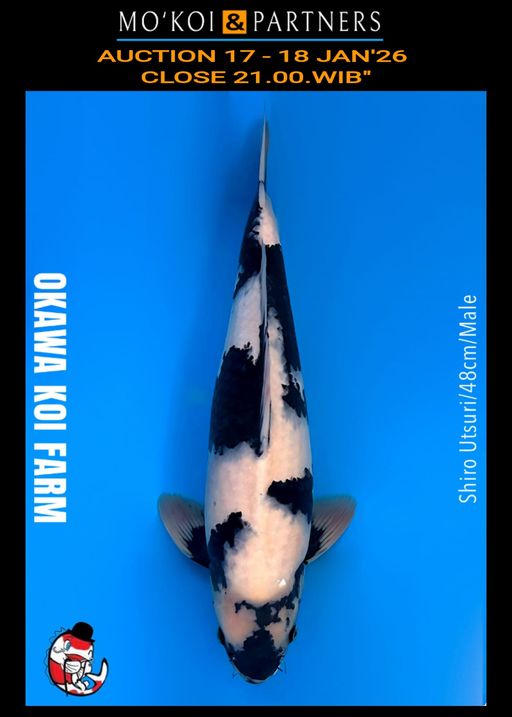 Lelang Koi Online, Jual Beli Ikan Koi, Pusat Jual Beli Koi, Info Lelang Koi Hari Ini, Platform Jual Beli Koi, Jual Beli Ikan Koi Online, Marketplace Ikan Koi, Jual Koi Terbaik, Tempat Beli Koi Berkualitas, Pasar Ikan Koi Online Terpercaya, Penjual Ikan Koi Terpercaya, Beli Koi Hias Online, Ikan Koi untuk Dijual, Koi Kualitas Terbaik, Toko Online Ikan Koi, Koi Hias Untuk Dijual, Jual Beli Ikan Koi Lokal, Koi Indonesia Online, Pusat Jual Beli Koi Terbesar