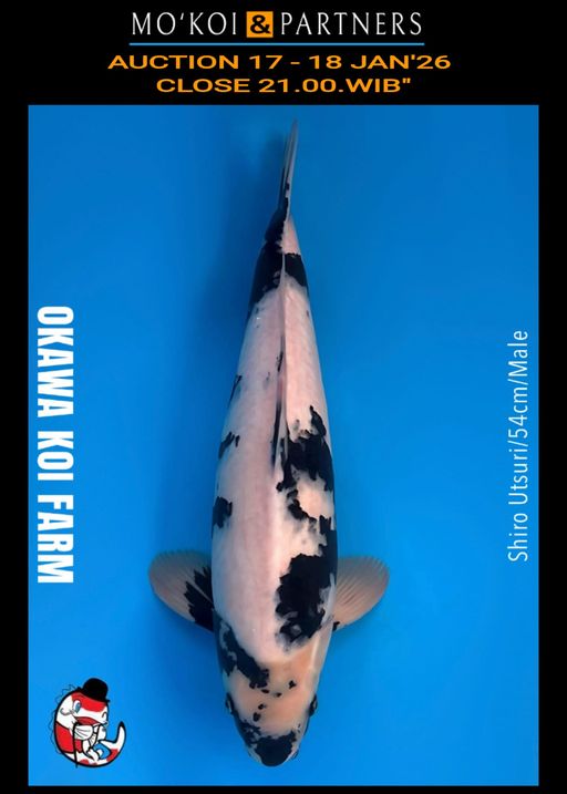 Lelang Koi Online, Jual Beli Ikan Koi, Pusat Jual Beli Koi, Info Lelang Koi Hari Ini, Platform Jual Beli Koi, Jual Beli Ikan Koi Online, Marketplace Ikan Koi, Jual Koi Terbaik, Tempat Beli Koi Berkualitas, Pasar Ikan Koi Online Terpercaya, Penjual Ikan Koi Terpercaya, Beli Koi Hias Online, Ikan Koi untuk Dijual, Koi Kualitas Terbaik, Toko Online Ikan Koi, Koi Hias Untuk Dijual, Jual Beli Ikan Koi Lokal, Koi Indonesia Online, Pusat Jual Beli Koi Terbesar