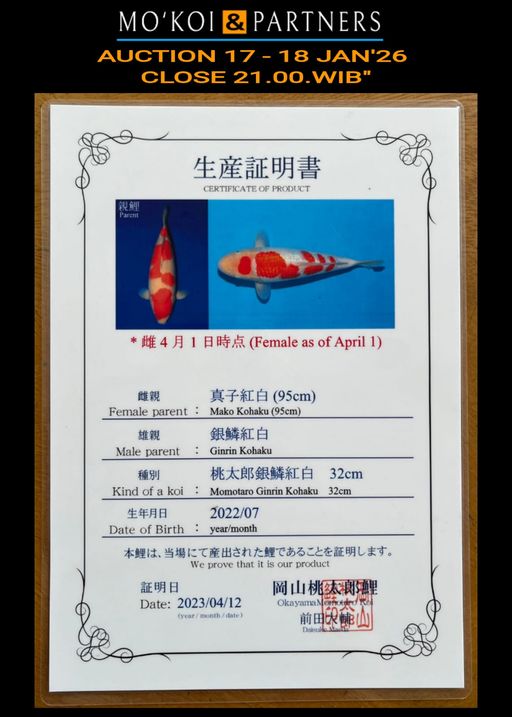 Lelang Koi Online, Jual Beli Ikan Koi, Pusat Jual Beli Koi, Info Lelang Koi Hari Ini, Platform Jual Beli Koi, Jual Beli Ikan Koi Online, Marketplace Ikan Koi, Jual Koi Terbaik, Tempat Beli Koi Berkualitas, Pasar Ikan Koi Online Terpercaya, Penjual Ikan Koi Terpercaya, Beli Koi Hias Online, Ikan Koi untuk Dijual, Koi Kualitas Terbaik, Toko Online Ikan Koi, Koi Hias Untuk Dijual, Jual Beli Ikan Koi Lokal, Koi Indonesia Online, Pusat Jual Beli Koi Terbesar