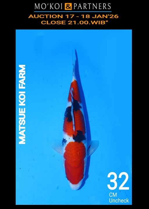 Lelang Koi Online, Jual Beli Ikan Koi, Pusat Jual Beli Koi, Info Lelang Koi Hari Ini, Platform Jual Beli Koi, Jual Beli Ikan Koi Online, Marketplace Ikan Koi, Jual Koi Terbaik, Tempat Beli Koi Berkualitas, Pasar Ikan Koi Online Terpercaya, Penjual Ikan Koi Terpercaya, Beli Koi Hias Online, Ikan Koi untuk Dijual, Koi Kualitas Terbaik, Toko Online Ikan Koi, Koi Hias Untuk Dijual, Jual Beli Ikan Koi Lokal, Koi Indonesia Online, Pusat Jual Beli Koi Terbesar