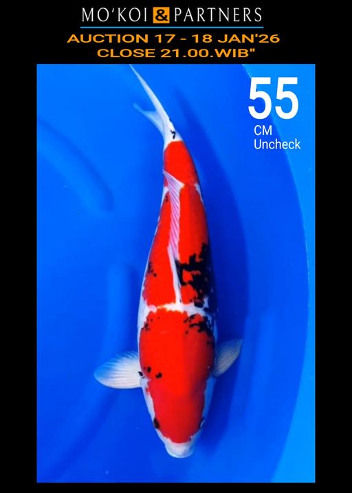 Lelang Koi Online, Jual Beli Ikan Koi, Pusat Jual Beli Koi, Info Lelang Koi Hari Ini, Platform Jual Beli Koi, Jual Beli Ikan Koi Online, Marketplace Ikan Koi, Jual Koi Terbaik, Tempat Beli Koi Berkualitas, Pasar Ikan Koi Online Terpercaya, Penjual Ikan Koi Terpercaya, Beli Koi Hias Online, Ikan Koi untuk Dijual, Koi Kualitas Terbaik, Toko Online Ikan Koi, Koi Hias Untuk Dijual, Jual Beli Ikan Koi Lokal, Koi Indonesia Online, Pusat Jual Beli Koi Terbesar