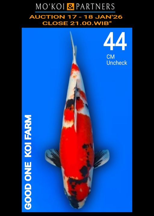 Lelang Koi Online, Jual Beli Ikan Koi, Pusat Jual Beli Koi, Info Lelang Koi Hari Ini, Platform Jual Beli Koi, Jual Beli Ikan Koi Online, Marketplace Ikan Koi, Jual Koi Terbaik, Tempat Beli Koi Berkualitas, Pasar Ikan Koi Online Terpercaya, Penjual Ikan Koi Terpercaya, Beli Koi Hias Online, Ikan Koi untuk Dijual, Koi Kualitas Terbaik, Toko Online Ikan Koi, Koi Hias Untuk Dijual, Jual Beli Ikan Koi Lokal, Koi Indonesia Online, Pusat Jual Beli Koi Terbesar