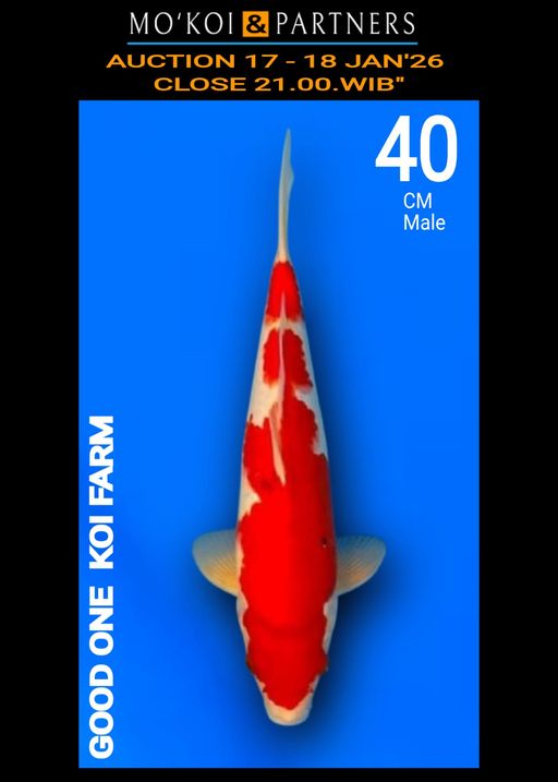 Lelang Koi Online, Jual Beli Ikan Koi, Pusat Jual Beli Koi, Info Lelang Koi Hari Ini, Platform Jual Beli Koi, Jual Beli Ikan Koi Online, Marketplace Ikan Koi, Jual Koi Terbaik, Tempat Beli Koi Berkualitas, Pasar Ikan Koi Online Terpercaya, Penjual Ikan Koi Terpercaya, Beli Koi Hias Online, Ikan Koi untuk Dijual, Koi Kualitas Terbaik, Toko Online Ikan Koi, Koi Hias Untuk Dijual, Jual Beli Ikan Koi Lokal, Koi Indonesia Online, Pusat Jual Beli Koi Terbesar