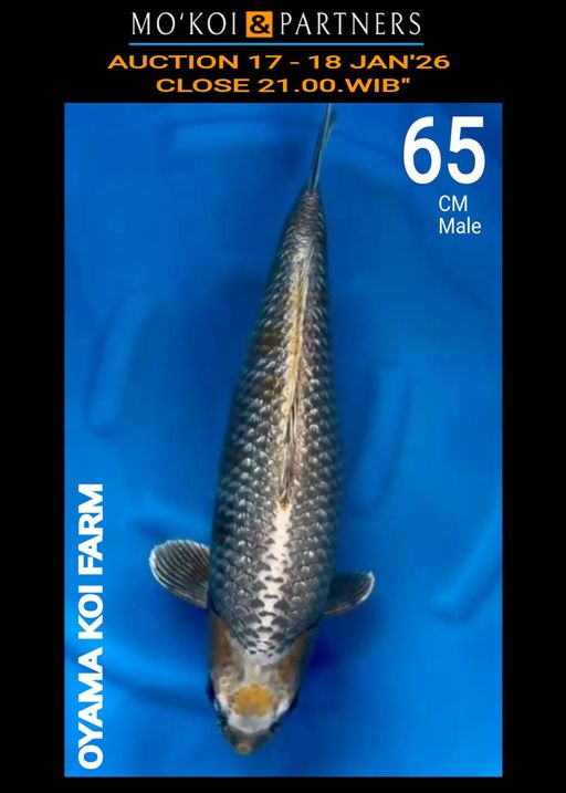 Lelang Koi Online, Jual Beli Ikan Koi, Pusat Jual Beli Koi, Info Lelang Koi Hari Ini, Platform Jual Beli Koi, Jual Beli Ikan Koi Online, Marketplace Ikan Koi, Jual Koi Terbaik, Tempat Beli Koi Berkualitas, Pasar Ikan Koi Online Terpercaya, Penjual Ikan Koi Terpercaya, Beli Koi Hias Online, Ikan Koi untuk Dijual, Koi Kualitas Terbaik, Toko Online Ikan Koi, Koi Hias Untuk Dijual, Jual Beli Ikan Koi Lokal, Koi Indonesia Online, Pusat Jual Beli Koi Terbesar