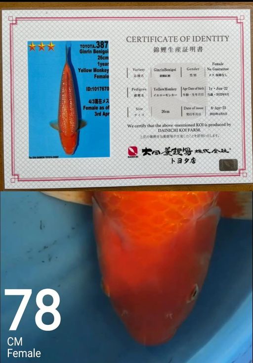 Lelang Koi Online, Jual Beli Ikan Koi, Pusat Jual Beli Koi, Info Lelang Koi Hari Ini, Platform Jual Beli Koi, Jual Beli Ikan Koi Online, Marketplace Ikan Koi, Jual Koi Terbaik, Tempat Beli Koi Berkualitas, Pasar Ikan Koi Online Terpercaya, Penjual Ikan Koi Terpercaya, Beli Koi Hias Online, Ikan Koi untuk Dijual, Koi Kualitas Terbaik, Toko Online Ikan Koi, Koi Hias Untuk Dijual, Jual Beli Ikan Koi Lokal, Koi Indonesia Online, Pusat Jual Beli Koi Terbesar