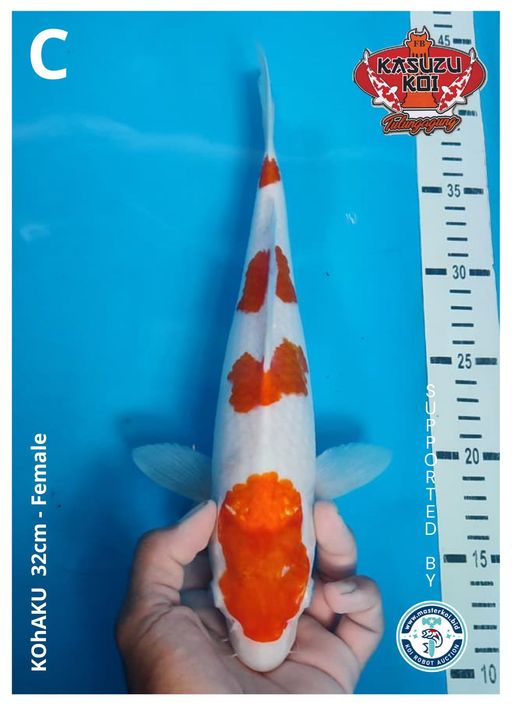 Lelang Koi Online, Jual Beli Ikan Koi, Pusat Jual Beli Koi, Info Lelang Koi Hari Ini, Platform Jual Beli Koi, Jual Beli Ikan Koi Online, Marketplace Ikan Koi, Jual Koi Terbaik, Tempat Beli Koi Berkualitas, Pasar Ikan Koi Online Terpercaya, Penjual Ikan Koi Terpercaya, Beli Koi Hias Online, Ikan Koi untuk Dijual, Koi Kualitas Terbaik, Toko Online Ikan Koi, Koi Hias Untuk Dijual, Jual Beli Ikan Koi Lokal, Koi Indonesia Online, Pusat Jual Beli Koi Terbesar