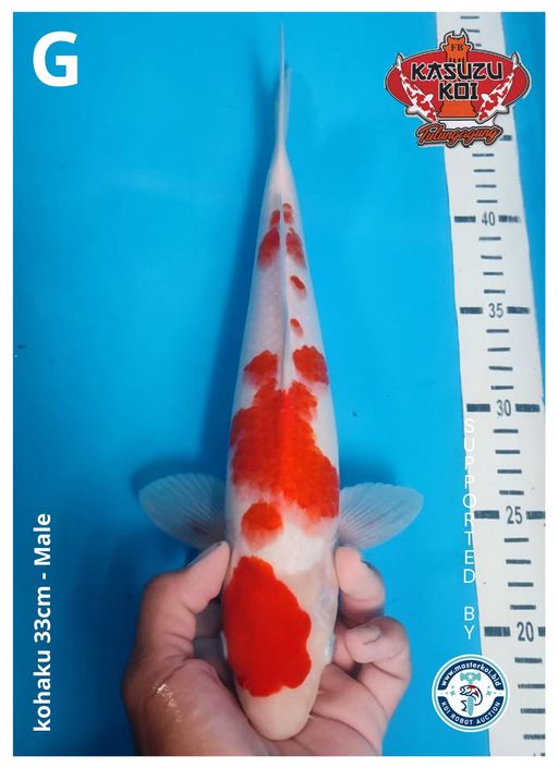 Lelang Koi Online, Jual Beli Ikan Koi, Pusat Jual Beli Koi, Info Lelang Koi Hari Ini, Platform Jual Beli Koi, Jual Beli Ikan Koi Online, Marketplace Ikan Koi, Jual Koi Terbaik, Tempat Beli Koi Berkualitas, Pasar Ikan Koi Online Terpercaya, Penjual Ikan Koi Terpercaya, Beli Koi Hias Online, Ikan Koi untuk Dijual, Koi Kualitas Terbaik, Toko Online Ikan Koi, Koi Hias Untuk Dijual, Jual Beli Ikan Koi Lokal, Koi Indonesia Online, Pusat Jual Beli Koi Terbesar
