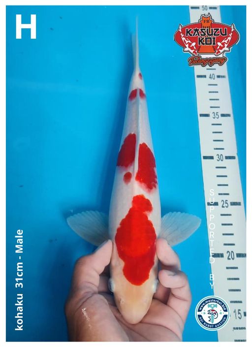 Lelang Koi Online, Jual Beli Ikan Koi, Pusat Jual Beli Koi, Info Lelang Koi Hari Ini, Platform Jual Beli Koi, Jual Beli Ikan Koi Online, Marketplace Ikan Koi, Jual Koi Terbaik, Tempat Beli Koi Berkualitas, Pasar Ikan Koi Online Terpercaya, Penjual Ikan Koi Terpercaya, Beli Koi Hias Online, Ikan Koi untuk Dijual, Koi Kualitas Terbaik, Toko Online Ikan Koi, Koi Hias Untuk Dijual, Jual Beli Ikan Koi Lokal, Koi Indonesia Online, Pusat Jual Beli Koi Terbesar